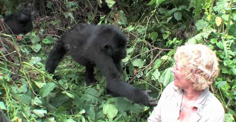 From Kigali: Gorilla Trekking Day Trip with Lunch Deals