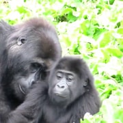 Cheap From Kigali: Gorilla Trekking Day Trip with Lunch