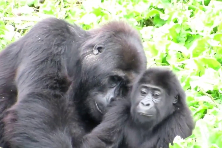 Van Kigali: Gorilla Trekking-dagtocht met lunchRondleiding met kleine groepen