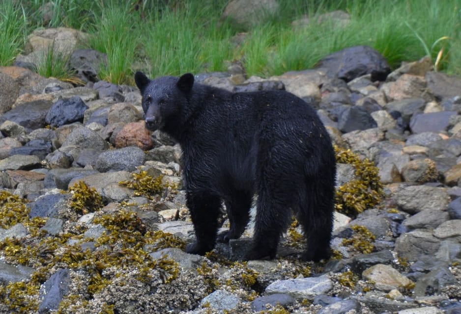 Budget pick: Whale & Wildlife Discovery Cruise from Campbell River