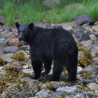 Campbell River: Wal- und Wildtier-Entdeckungskreuzfahrt