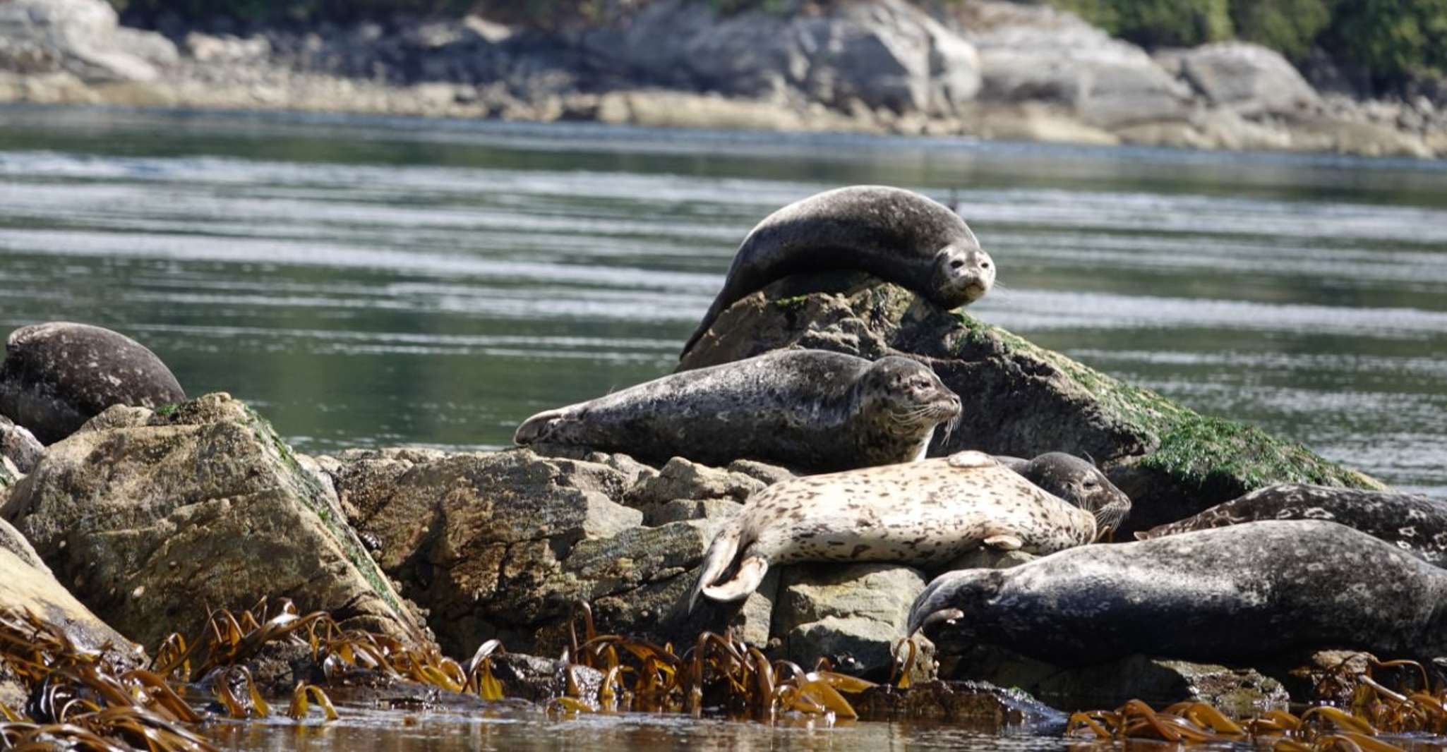 Campbell River, Whale & Wildlife Discovery Cruise - Housity