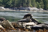 Campbell River, Whale & Wildlife Discovery Cruise - Housity