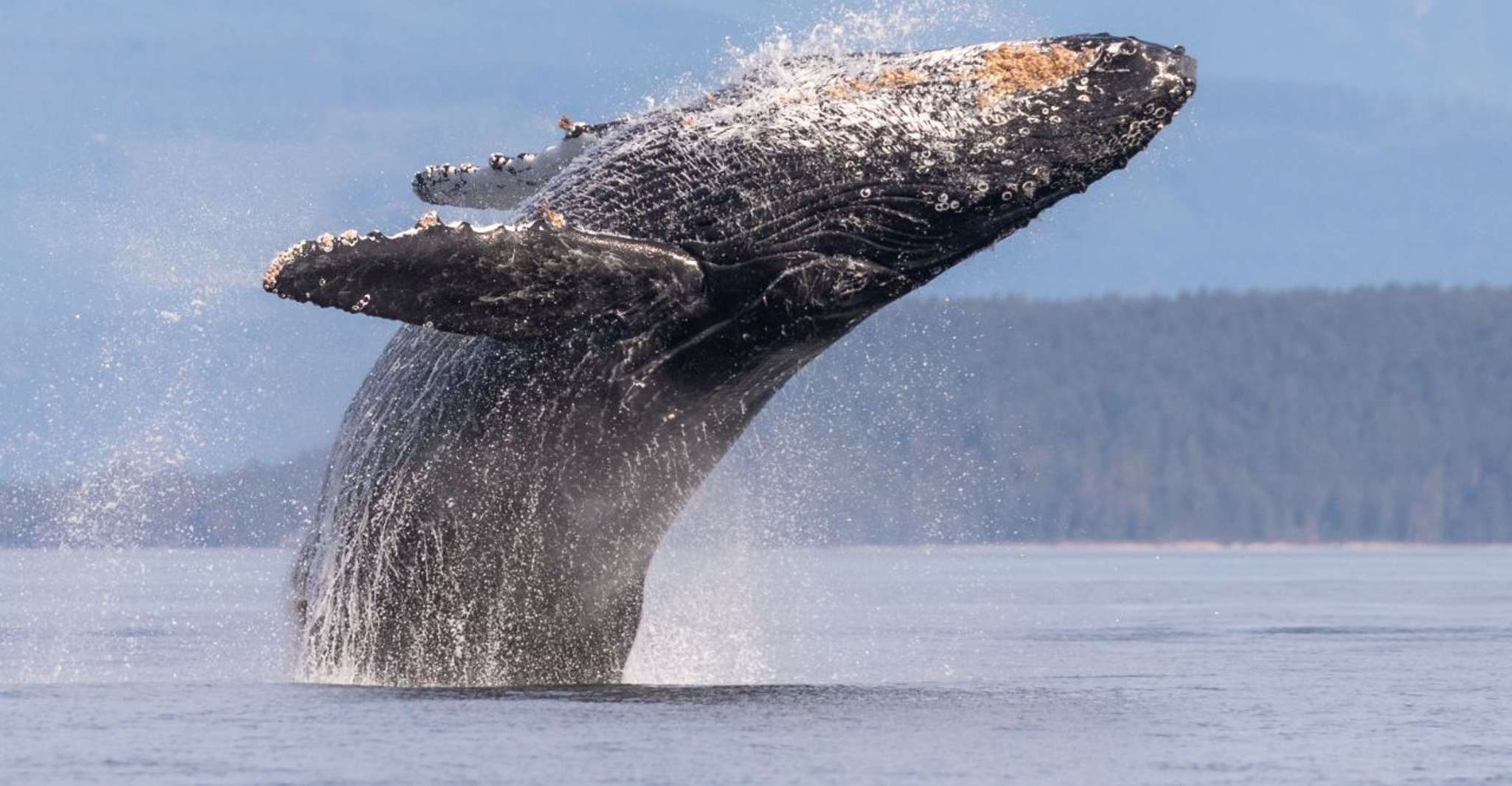 Campbell River, Whale & Wildlife Discovery Cruise - Housity