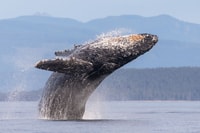 Campbell River, Whale & Wildlife Discovery Cruise - Housity