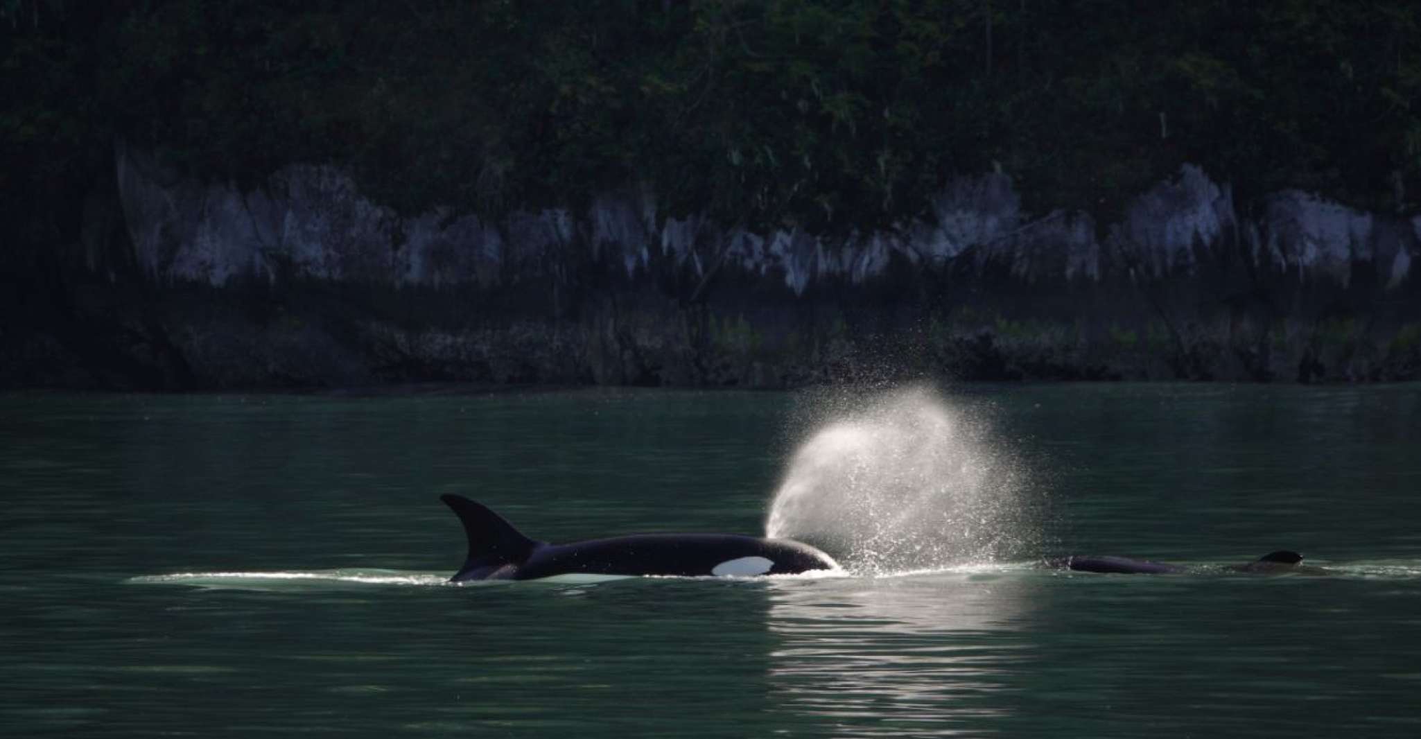 Campbell River, Whale & Wildlife Discovery Cruise - Housity