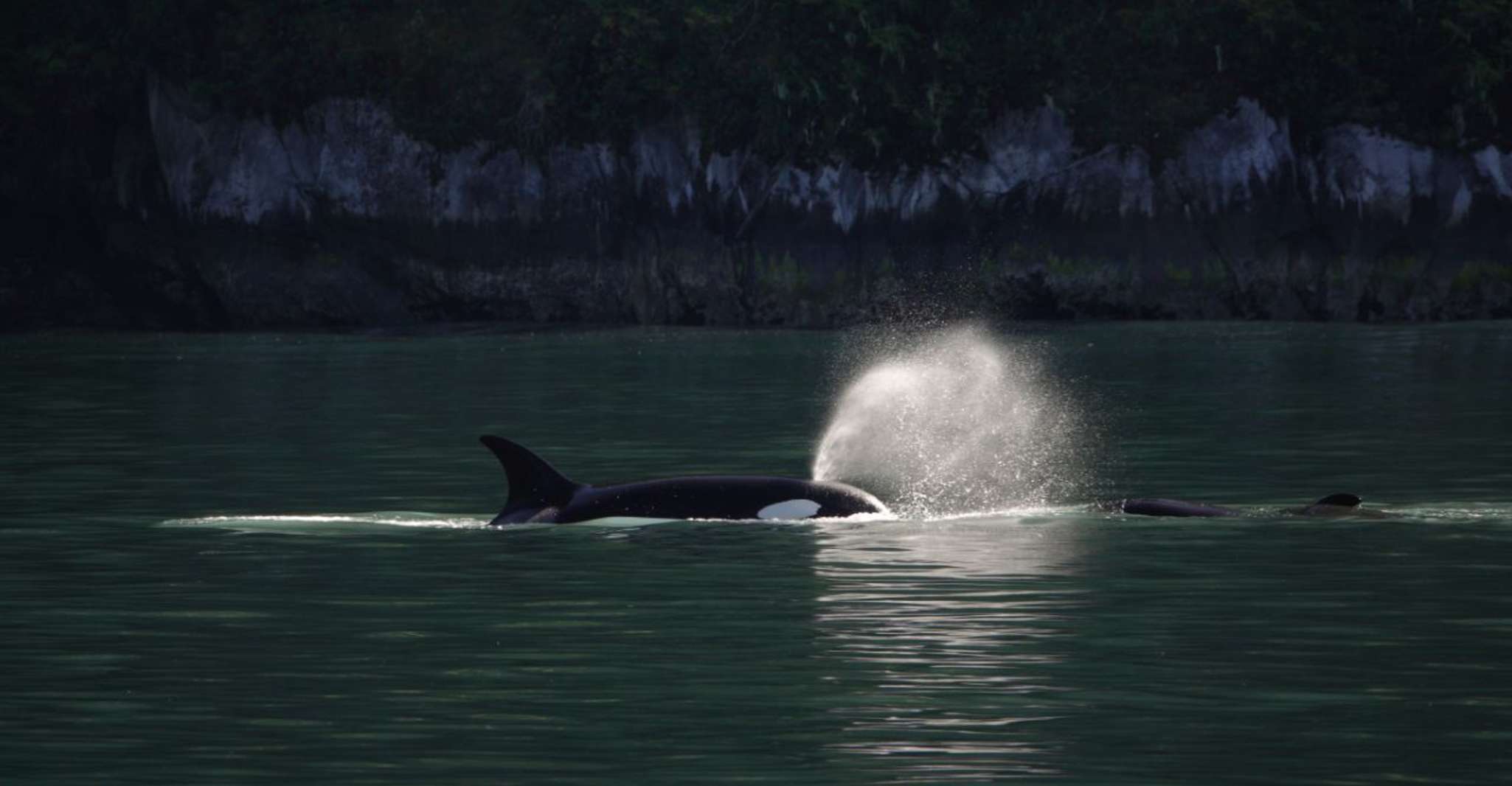 Campbell River, Whale & Wildlife Discovery Cruise - Housity