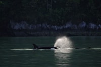 Campbell River, Whale & Wildlife Discovery Cruise - Housity