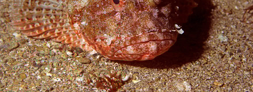 Réserve marine de Goat Island : Charte de plongée d'une journée