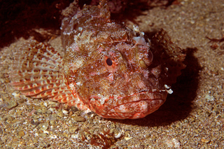 Scuba diving in Auckland