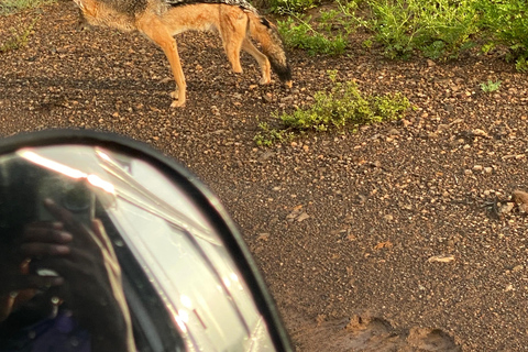Nairobi National Park Luxury Picnic Game Drive