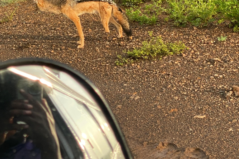 Nairobi National Park Luxury Picnic Game Drive