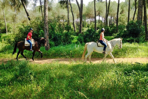 Vanuit Sevilla: Andalusische paardrijtochtVanuit Sevilla: paardenrit op Andalusiërs