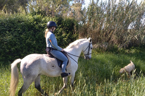 De Sevilha: Passeio a cavalo pela AndaluziaDe Sevilha: Passeio a Cavalo Andaluz