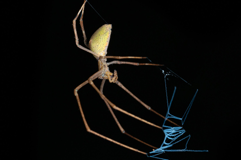 Cairns: promenade nocturne dans le jardin botanique de Cairns