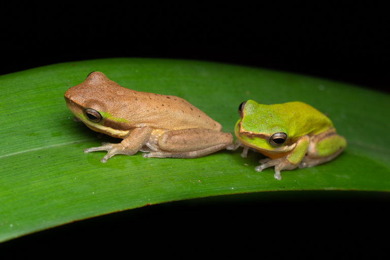 Cairns: promenade nocturne dans le jardin botanique de Cairns