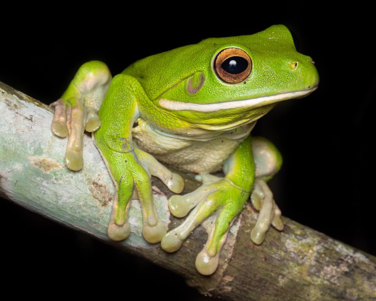Cairns: Nachtwanderung in den Botanischen Gärten von Cairns