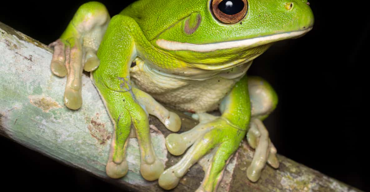 Cairns: Night Walk in Cairns Botanic Gardens | GetYourGuide