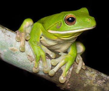 Nachtwandeling in de botanische tuinen van Cairns