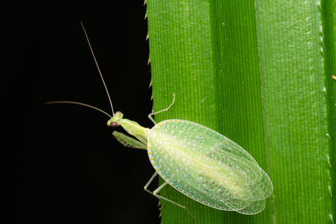 Cairns: nachtwandeling in de botanische tuin van Cairns