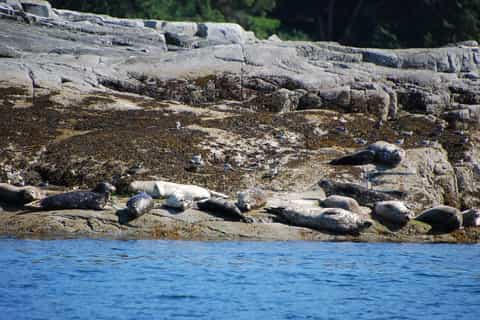 Campbell River: Whales, Wildlife & Culture Tour