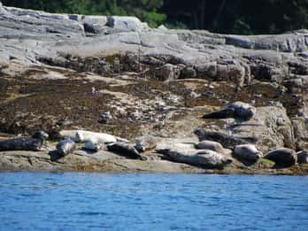 Campbell River: Wal-, Wildtier- und Kulturtour Campbell River: Wal-, Wildtier- und Kulturtour