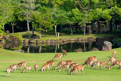Osaka/Kyoto: Nara, Arashiyama, Fushimi Inari Taisha Day Tour Kyoto & Nara Day Tour | 8:00 AM from Osaka