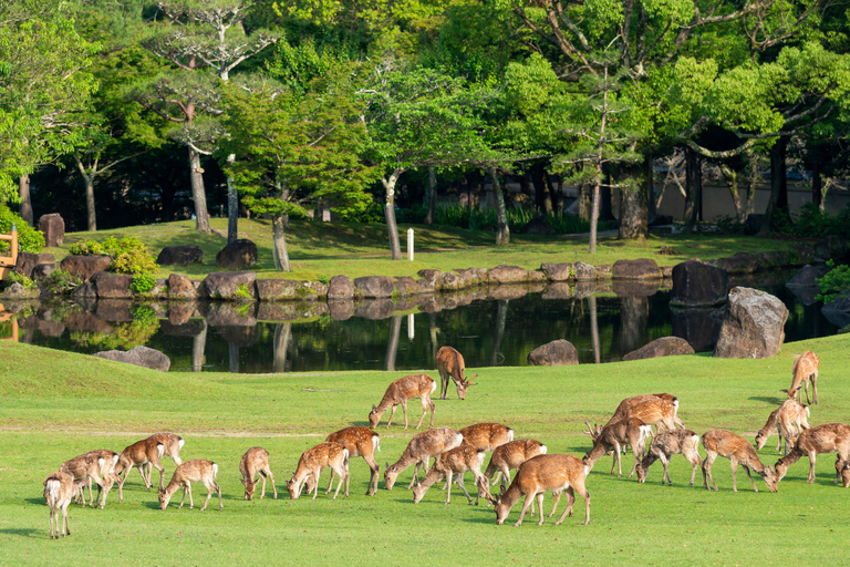 Osaka/Kyoto: Nara, Arashiyama, Fushimi Inari Taisha Day Tour Kyoto & Nara Day Tour | 8:00 AM from Osaka
