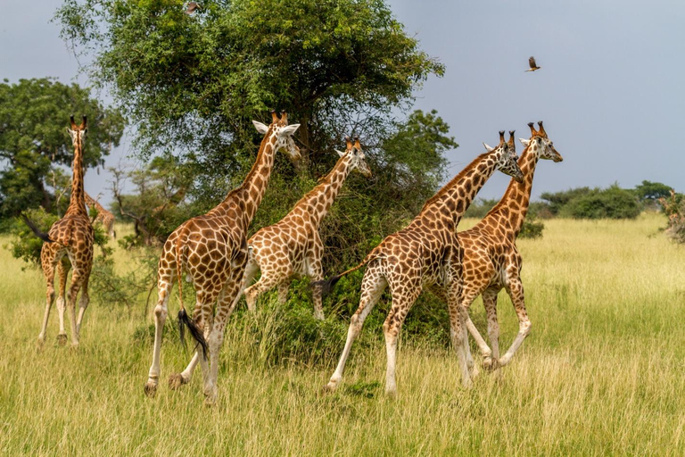 Safari aérien de 5 jours au Kruger (Big 5) au départ de Johannesburg