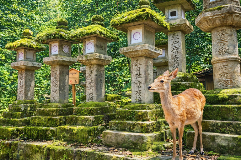 Kyoto: Private City Highlights Tour (Local Guide 6-Hour)