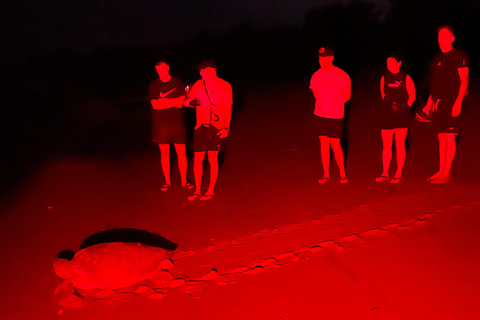 Tamarindo: Turtle Watching Night Tour with Expert Naturalist