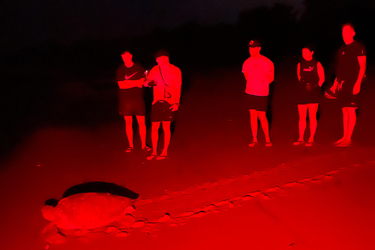 Tamarindo: Turtle Watching Night Tour with Expert Naturalist