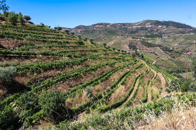Douro Valley Douro Valley Tour Including 3 Wineries GetYourGuide