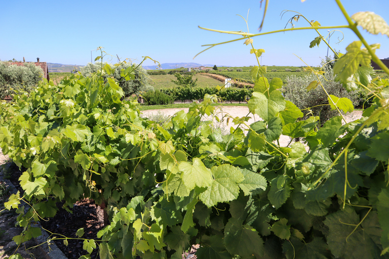 Dolina Douro: Wycieczka do Doliny Douro, w tym 3 winnicePrywatna wycieczka