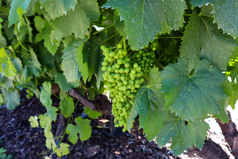 Dolina Douro: Wycieczka do Doliny Douro, w tym 3 winnicePrywatna wycieczka