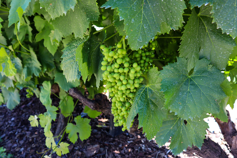 Dolina Douro: Wycieczka do Doliny Douro, w tym 3 winnicePrywatna wycieczka