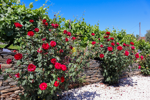 Dolina Douro: Wycieczka do Doliny Douro, w tym 3 winnicePrywatna wycieczka