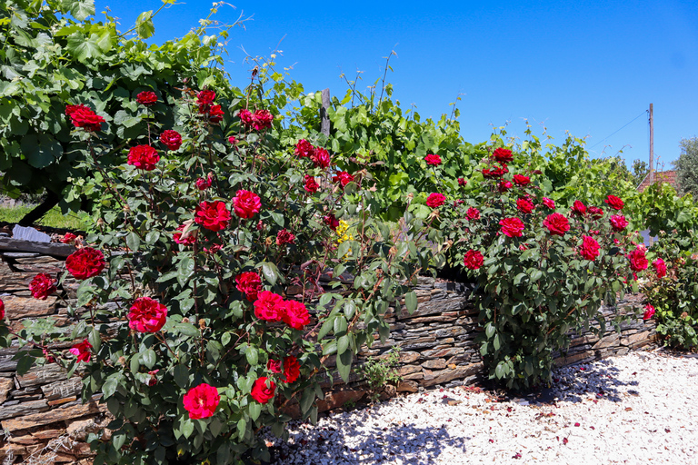 Dolina Douro: Wycieczka do Doliny Douro, w tym 3 winnicePrywatna wycieczka