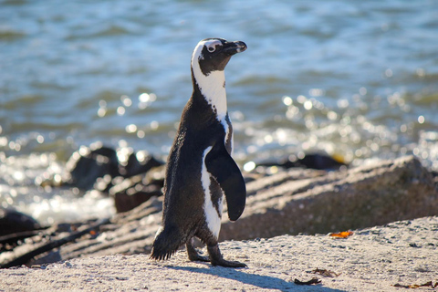 De Cape Town: Cape Agulhas, Hemel en Aarde, & Towns TourDe Cape Town: Cape Agulhas & Hemel en Aarde French Tour