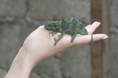 Zanzibar: Las Jozani, lokalne zoo i pływanie z żółwiamiZanzibar: jednodniowa wycieczka do Parku Narodowego Jozani Forest