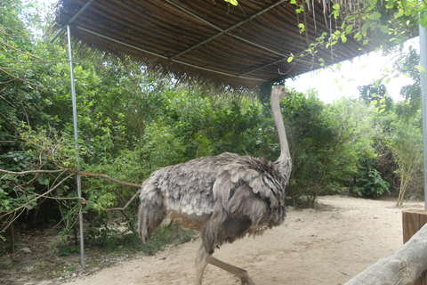 Zanzibar: Las Jozani, lokalne zoo i pływanie z żółwiamiZanzibar: jednodniowa wycieczka do Parku Narodowego Jozani Forest