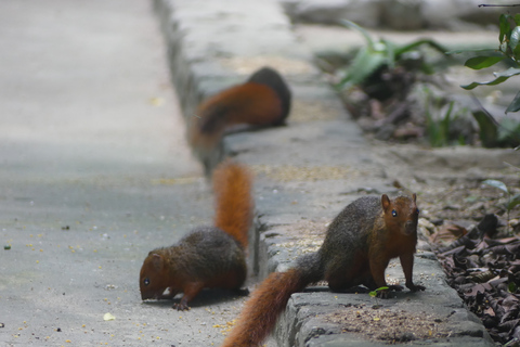 Zanzibar: Las Jozani, lokalne zoo i pływanie z żółwiamiZanzibar: jednodniowa wycieczka do Parku Narodowego Jozani Forest