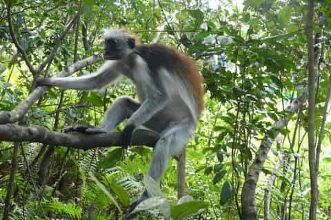 Zanzibar: Jozani Forest, Local Zoo and Swimming with Turtles