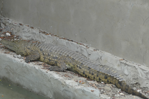 Zanzibar: Las Jozani, lokalne zoo i pływanie z żółwiamiZanzibar: jednodniowa wycieczka do Parku Narodowego Jozani Forest