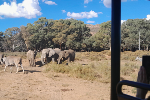 Cape Town Aquilla big sunset safari With transport & food aquila sunset bestseller