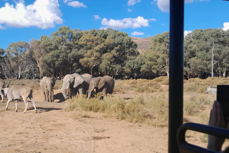 Cape Town Aquilla big sunset safari With transport & food aquila sunset bestseller