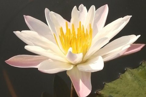 Habarana: Hiriwadunna Village Tour with Lunch