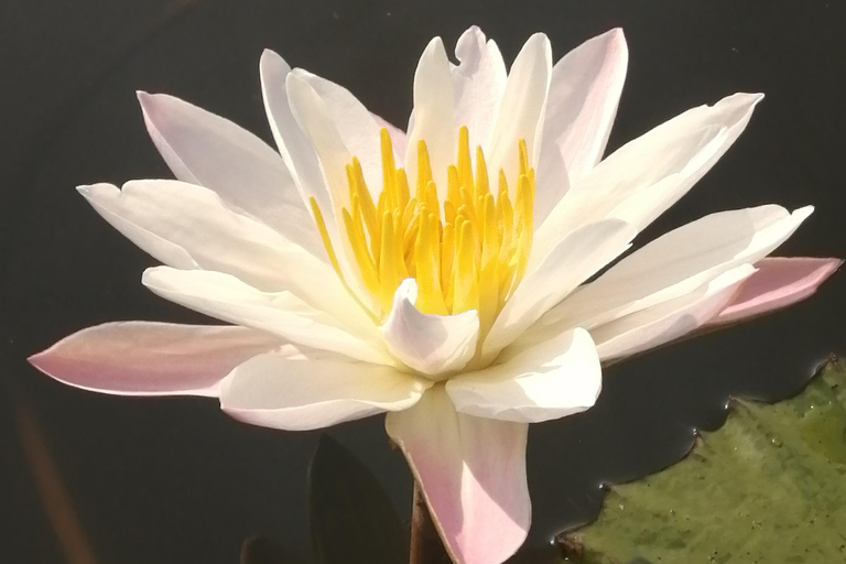 Habarana: Hiriwadunna Village Tour with Lunch