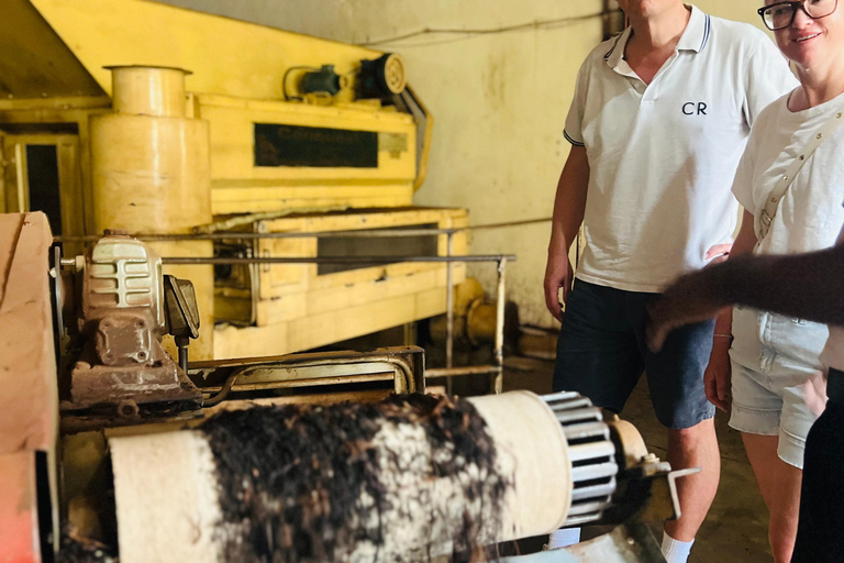 Colombo: Tea Factory Tour with City or Food Tour Option