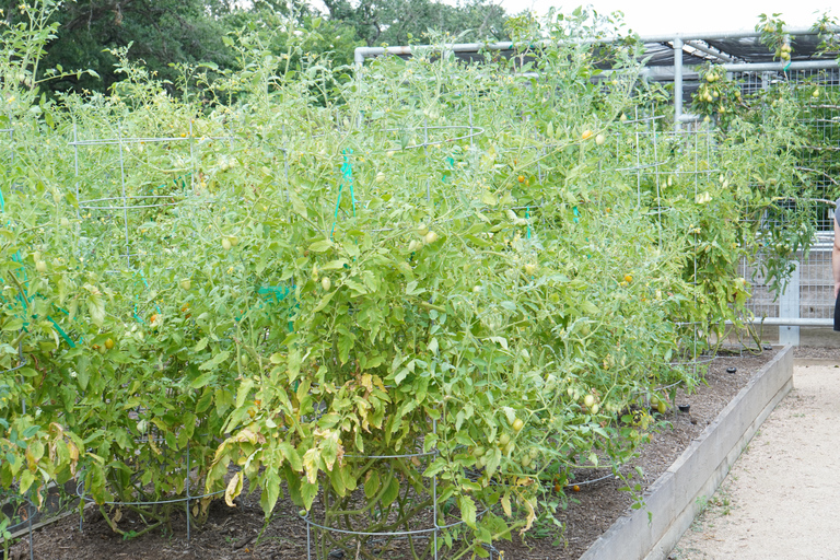 Houston: wycieczka krajoznawcza